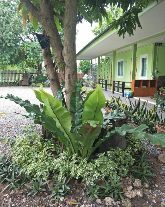 Thap Than Bed & Breakfast | Bu Nga Homestay