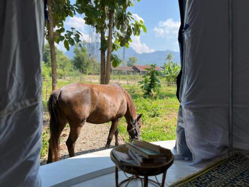 Luang Prabang Other | NamKhan Horse Stable
