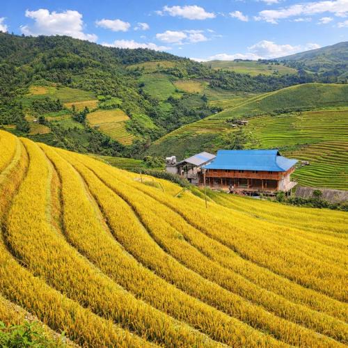 Mu Cang Chai Hotel | Pu Nhu Homestay