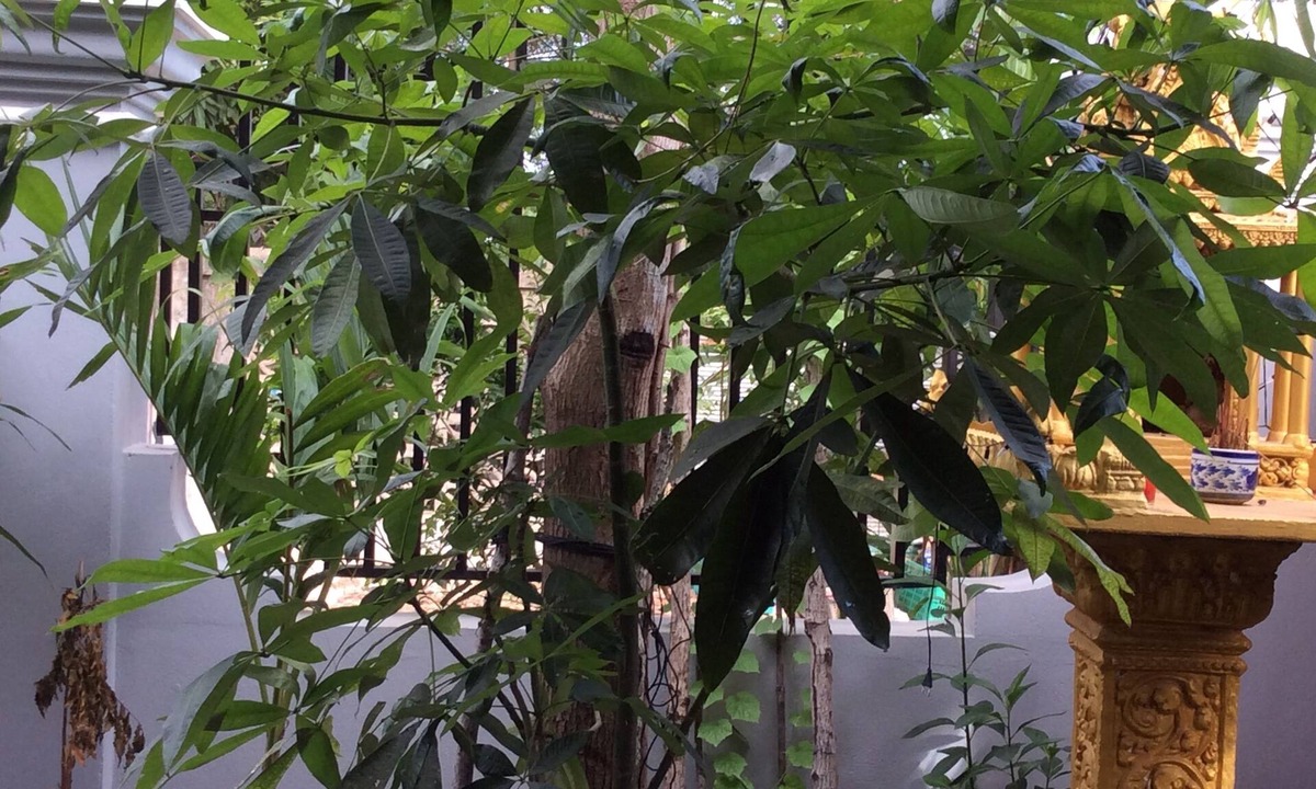Sangkat Sla Kram House | Realkhom Homestay