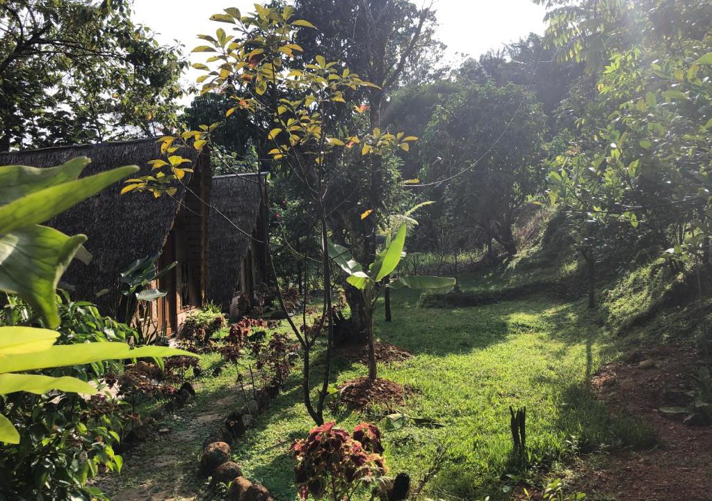 Bukit Lawang House | Sumatra Thomas Leaf Monkey Guesthouse & Jungle Trek