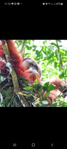 Bukit Lawang House | Sumatra Treking Lauser Park