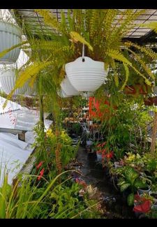 Surakarta House | ChiGhaya Guest House