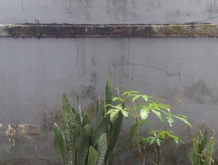 Palangkaraya House | Guesthouse Queen
