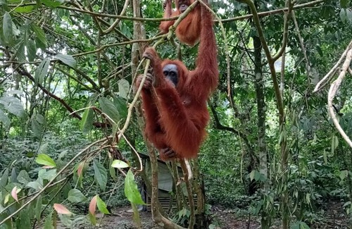 Bukit Lawang Hostel | Hostel ∙ 8 guests