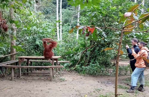 Bukit Lawang Hostel | Hostel ∙ 8 guests