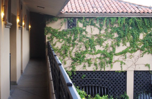 Ildefonso Green Apartment | Beautiful studio located 7 blocks from La Marina Cabo San Lucas