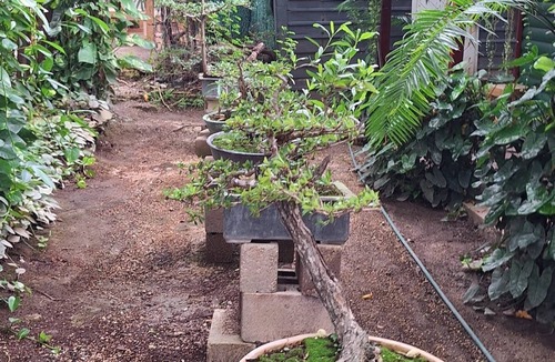 Chetumal House | Bonsai House