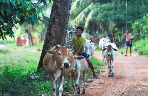Sout Nikom House | Chansor Homestay 2 By Siem Reap Homesteading