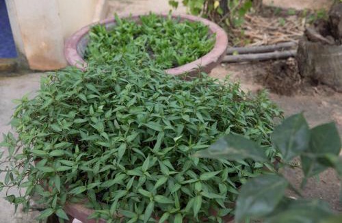 Sout Nikom House | Chansor Homestay 7 By Siem Reap Homesteading