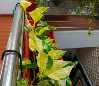 Surakarta House | ChiGhaya Guest House