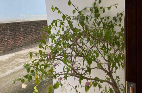 Yen Bai Apartment | Cozy Haven Nest - Sunlit Glass House & Garden View