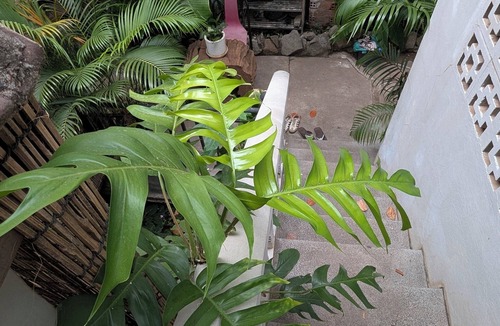 Siem Reap House | Cozy House for couple and family with kitchen