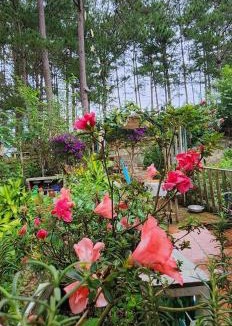 Da Lat Ski Chalet | Cub Homestay - Nhà Bên Rừng
