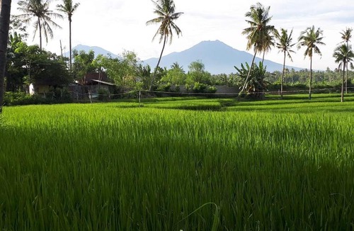 Banyuwangi House | De Lungguh Homestay