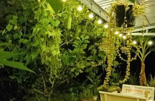 Giong Trom House | Duplex Cabin in farm stay - authentic experience of Mekong delta