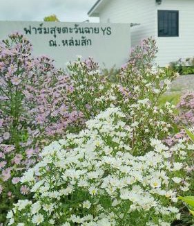 Lom Sak House | FarmStay Tawanchai ฟาร์มสุขตะวันฉาย YS