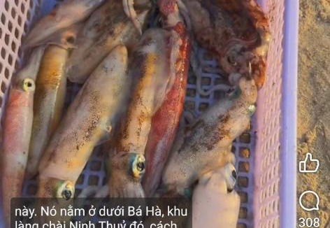 Ninh Hoa Apartment | Homestay Gia Đình Dốc Lết