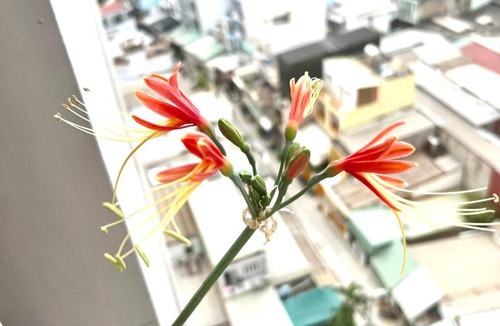 Binh Tan Apartment | IMPERIAl PLACE 1 PN