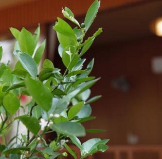 Buon Ma Thuot Apartment | Khu Vườn Nhỏ-Le Petit Jardin Homestay BMT