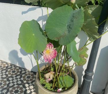 Tra Que Vegetable Village Bed & Breakfast | La Maison d'Indochine