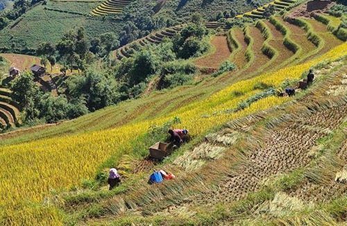 Mu Cang Chai House | Mu Cang Chai Terrace View Bungalows