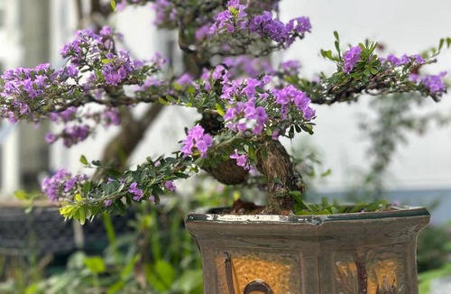 Giong Trom Hotel | Nhà Nghỉ Trần Gia