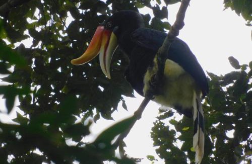 Bukit Lawang House | Ramban Jungle