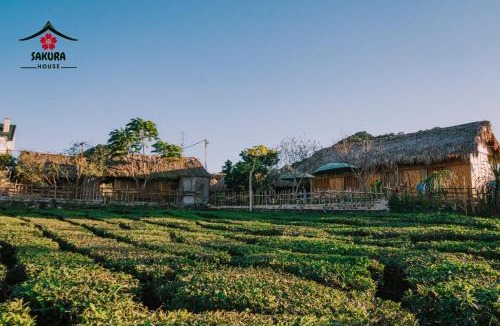 Moc Chau House | SAKURA House - Mộc Châu - Homestay yên bình giữa đồi chè