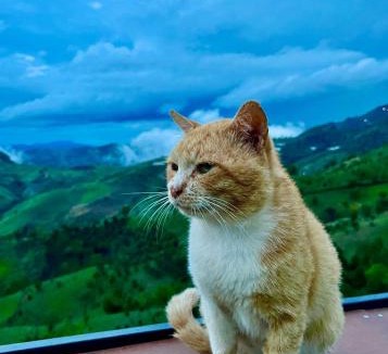 Mae Suai Other | seafog homestay doichang