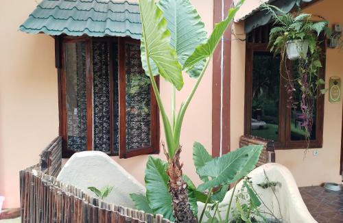 Bohorok House | Sumatra Cheeky Monkeys