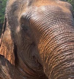 Sen Monorom Hostel | The white elephant garden