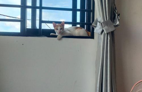 Siem Reap Apartment | The Y Shop