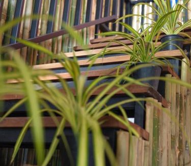 Bai Lan House | Tropical Nest Jungle stay
