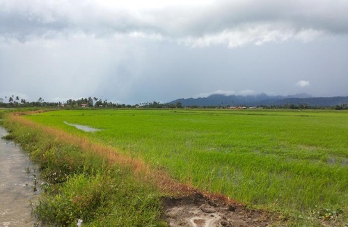 Kampung Kedawang House | villa tempoyak homestay