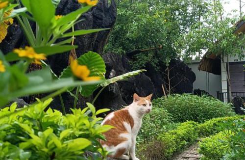 Ha Giang Hotel | Wings Ha Giang Loop Bungalow