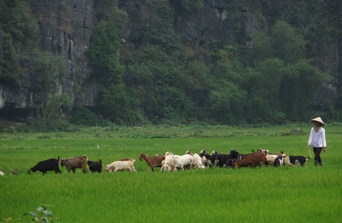 Hoa Lu House | Zuli Zen Home, Moutain view- next to Tam coc town.