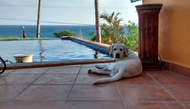 Casa Mango in Palapas Resort, San Jose Del Cabo, across from beach, OPEN & SAFE