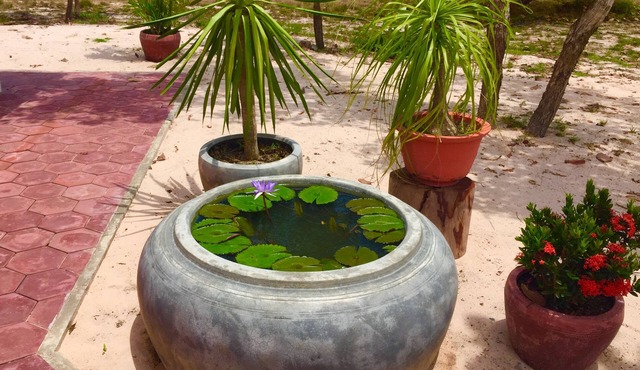Dracaena Resort
