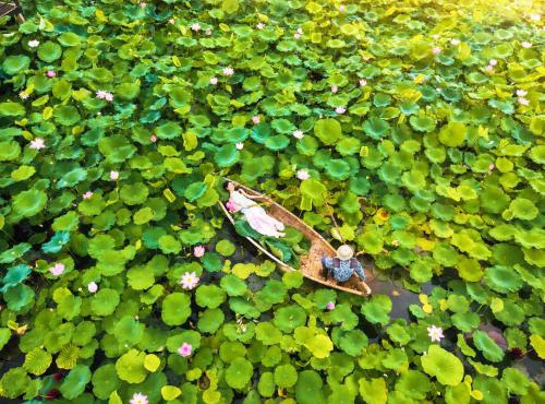 Lotus Hotel Vuon Vua Phu Tho