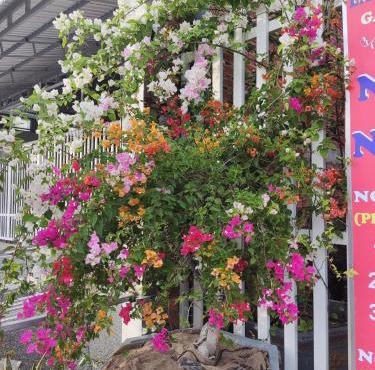 Nhà Nghỉ Vườn Oải Hương LAVENDER GARDEN GUEST HOUSE