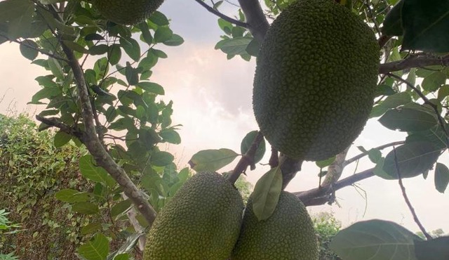 Nhà vườn nghỉ dưỡng Châu Thịnh Phát