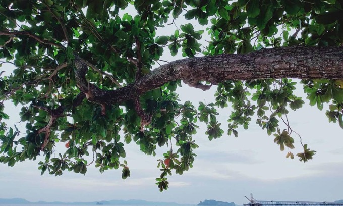 Nong Thale Bed & Breakfast | 33 m² Bed and breakfast ∙ 127 guests