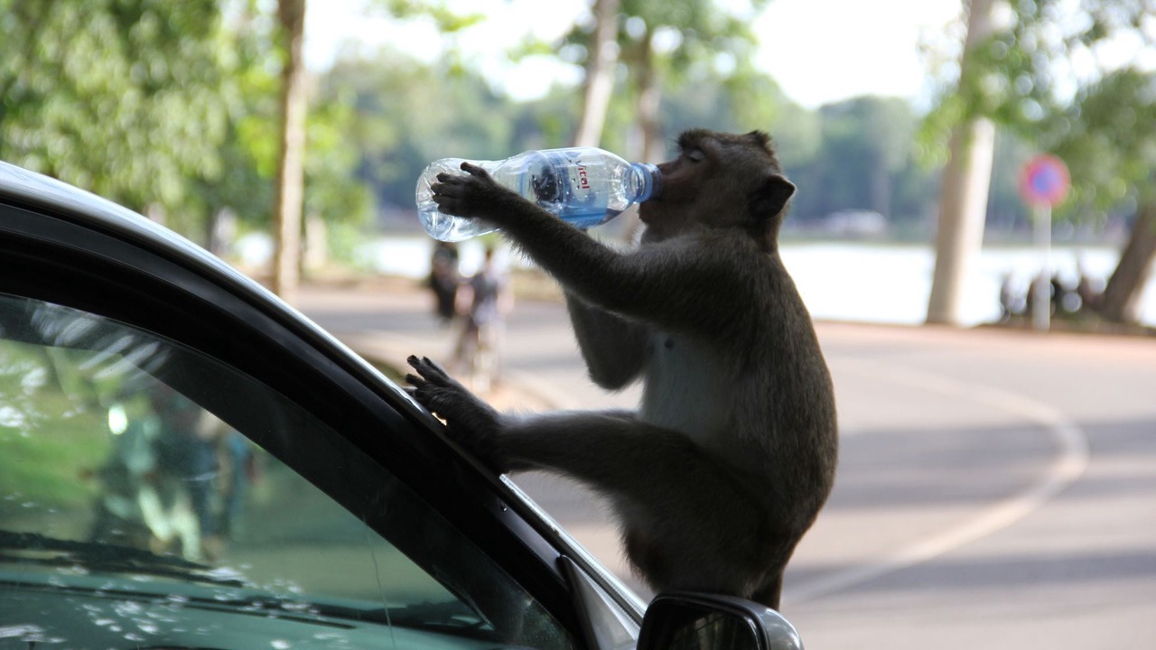 Photo of Human In Picture in Downtown Siem Reap