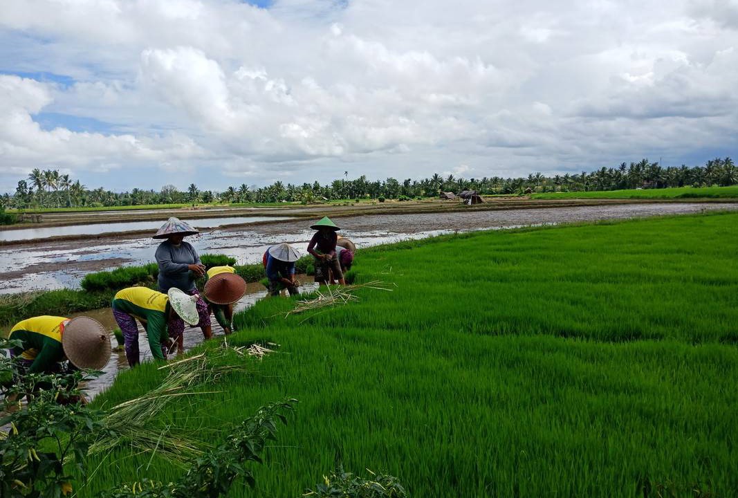 Photo of Others in Kecamatan Sikur
