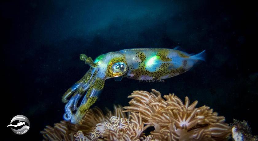 Photo of Others in Pulau Lembeh