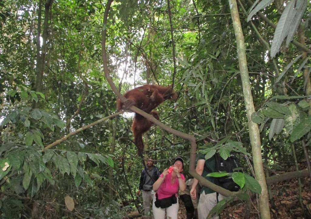 Photo of Others in Bukit Lawang
