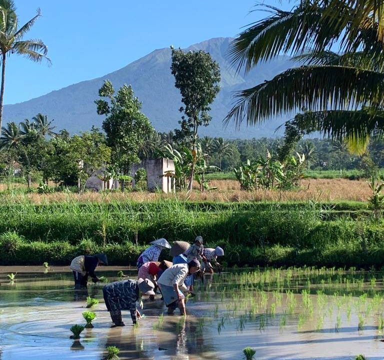 Photo of Others in Tetebatu
