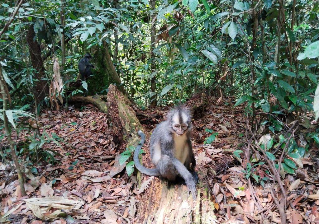 Photo of Others in Bukit Lawang