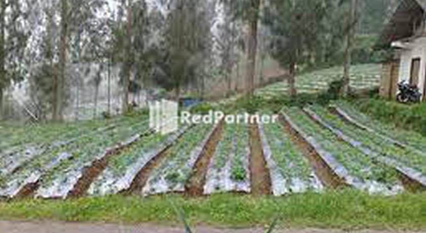 Photo of Others in Tosari